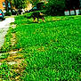 dog, grass, lawn, suburban, car, house, tree, sidewalk, outdoor, daylight, pet, animal, greenery, walk, nature, residential, fur, canine, parked_car, shrub