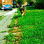 dog, grass, sidewalk, suburban, houses, cars, tree, daylight, outdoor, pet, mammal, canine, walking, nature, greenery, residential, street, animal, fur, parked_car