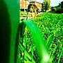 dog, grass, outdoor, blur, background, house, nature, pet, walk, green, daytime, yard, animal, blurred, suburban, plant, canine, sidewalk, sunlight, environment