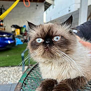 Milo joined the competition — help win amazing prizes! cat, fluffy, blue_eyes, persian_cat, himalayan_cat, close_up, outdoor, table, green_table, furry_paws, whiskers, relaxed, pet, domestic_animal, animal, indoor_outdoor, blurred_background, face, fur, expression