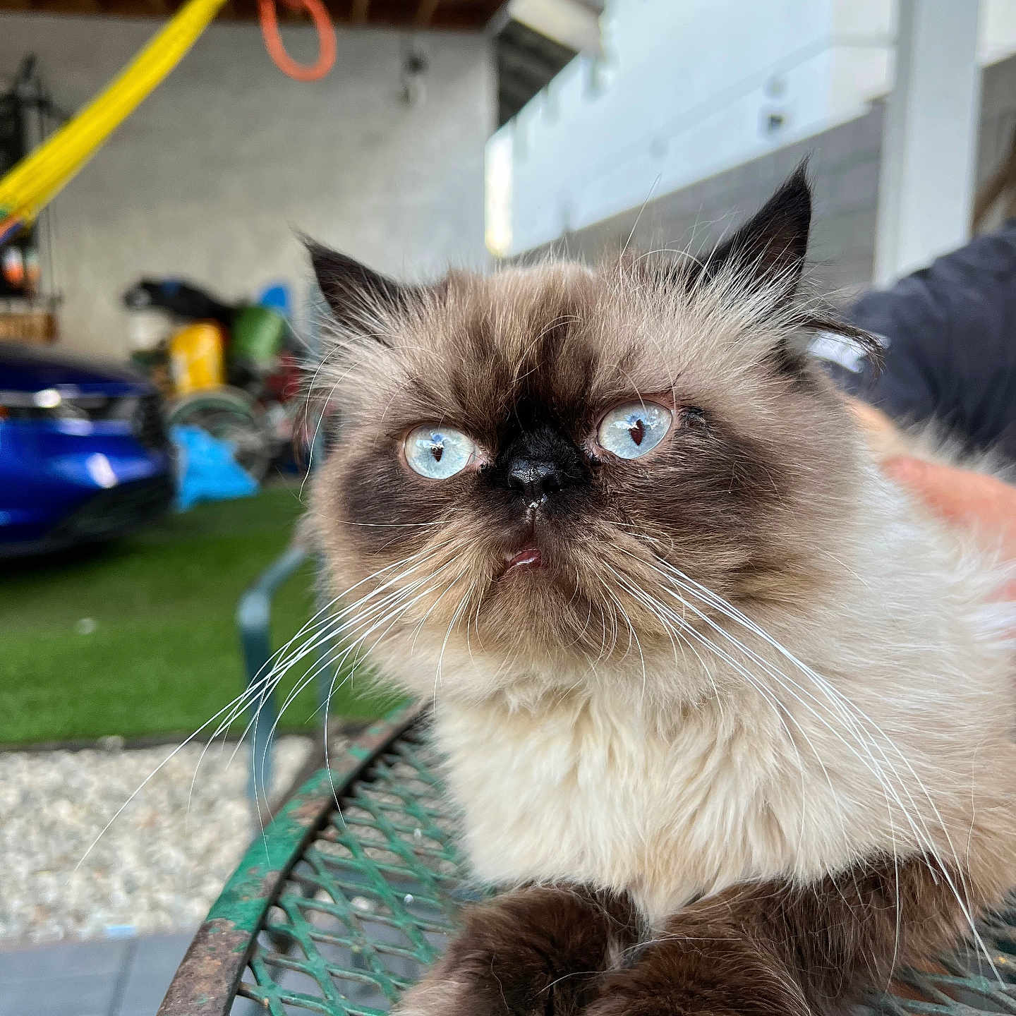 Milo joined the competition — help win amazing prizes! animal, blue_eyes, blurred_background, cat, close_up, domestic_animal, expression, face, fluffy, fur, furry_paws, green_table, himalayan_cat, indoor_outdoor, outdoor, persian_cat, pet, relaxed, table, whiskers