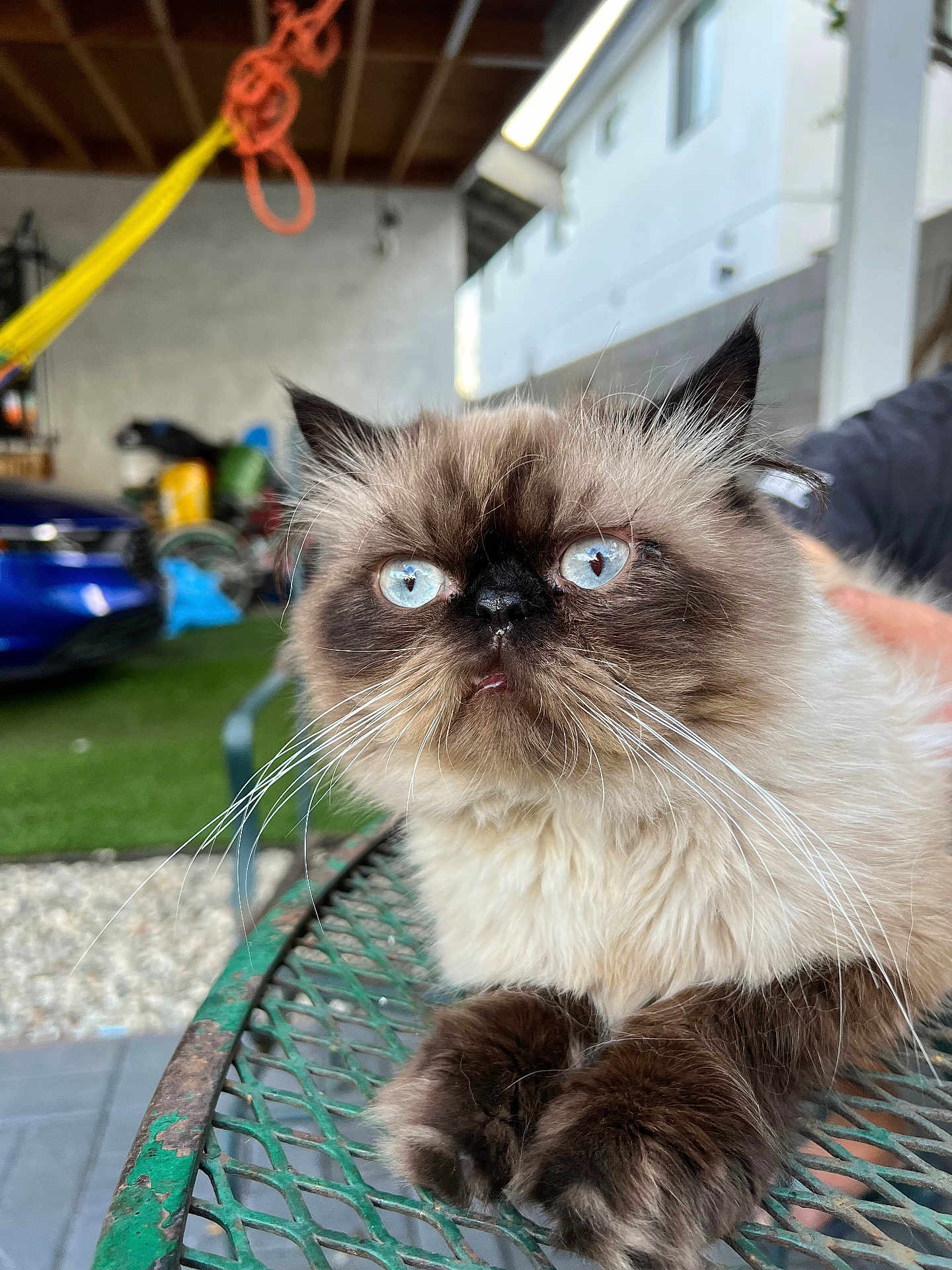 Milo joined the competition — help win amazing prizes! cat, fluffy, blue_eyes, persian_cat, himalayan_cat, close_up, outdoor, table, green_table, furry_paws, whiskers, relaxed, pet, domestic_animal, animal, indoor_outdoor, blurred_background, face, fur, expression