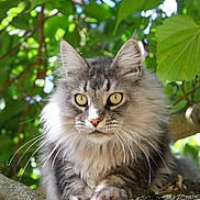 Silver participe au concours pour gagner de l'argent avec cette photo : animal, branch, cat, closeup, eyes, feline, fluffy, fur, gray, green, leaves, mammal, nature, outdoor, pet, portrait, sunlight, tree, whiskers, wildlife