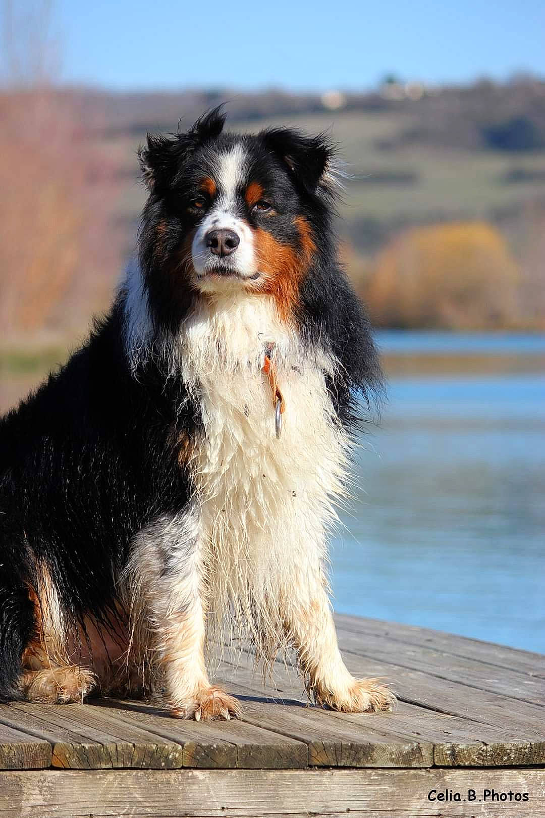 Sky a rejoint le concours — aidez-le/la à gagner de superbes lots ! ancient_dog_breeds, australian_shepherd, border_collie, carnivore, companion_dog, dog, dog_breed, fur, herding_dog, lake, sky, sporting_group, tail, terrestrial_animal, water, whiskers, wood, working_animal, working_dog