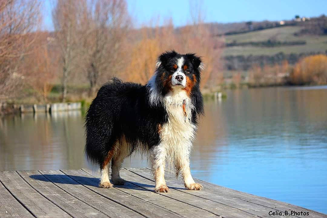 Sky a rejoint le concours — aidez-le/la à gagner de superbes lots ! canidae, carnivore, collie, companion_dog, dog, dog_breed, herding_dog, lake, landscape, plant, sky, snout, sporting_group, tail, terrestrial_animal, tree, water, wood, working_animal, working_dog
