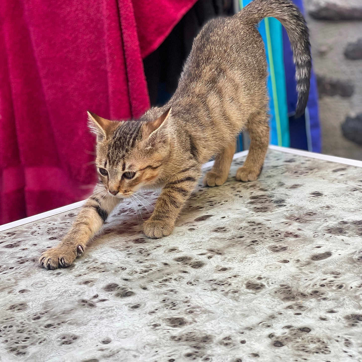 Arkan a rejoint le concours — aidez-le/la à gagner de superbes lots ! animal, background, cat, closeup, curious, ears, feline, fur, indoor, kitten, paws, pet, red_towel, stretching, striped, tabby, tabletop, tail, whiskers, young_cat