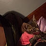 Lulu is registered to the contest to win money with this photo: arm, candid, casual, cat, clothing, cozy, cute, dim_lighting, domestic_animal, feline, indoor, kitten, person, pet, pink_shirt, resting, small, tabby, wall, wooden_headboard
