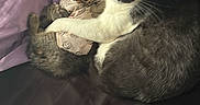 Lulu is registered to the contest to win money with this photo: animal, cat, cats, companionship, couch, cozy, cuddling, cute, domestic_animal, ears, eyes, feline, fur, indoor, pets, pillow, relaxing, resting, sleeping, whiskers