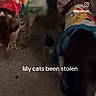 Bella And Oreo is registered to the contest to win money with this photo: accessory, animal, beads, blurred, cat, closeup, clothing, collar, colorful, concrete, dim_lighting, dog, floor, floral_pattern, indoor, partial_view, pet, scrunchie, shadow, text_overlay