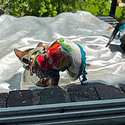 Bella And Oreo joined the competition — help win amazing prizes! animal, background, brick, cat, closeup, clothing, colorful, costume, daytime, fabric, feline, greenery, nature, outdoor, pet, playful, sunlight, texture, white_cloth, window