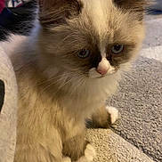 Trixie joined the competition — help win amazing prizes! kitten, cat, blue_eyes, fluffy, fur, carpet, indoor, pet, animal, cute, sitting, face, ears, whiskers, young, domestic, feline, soft, closeup, expression