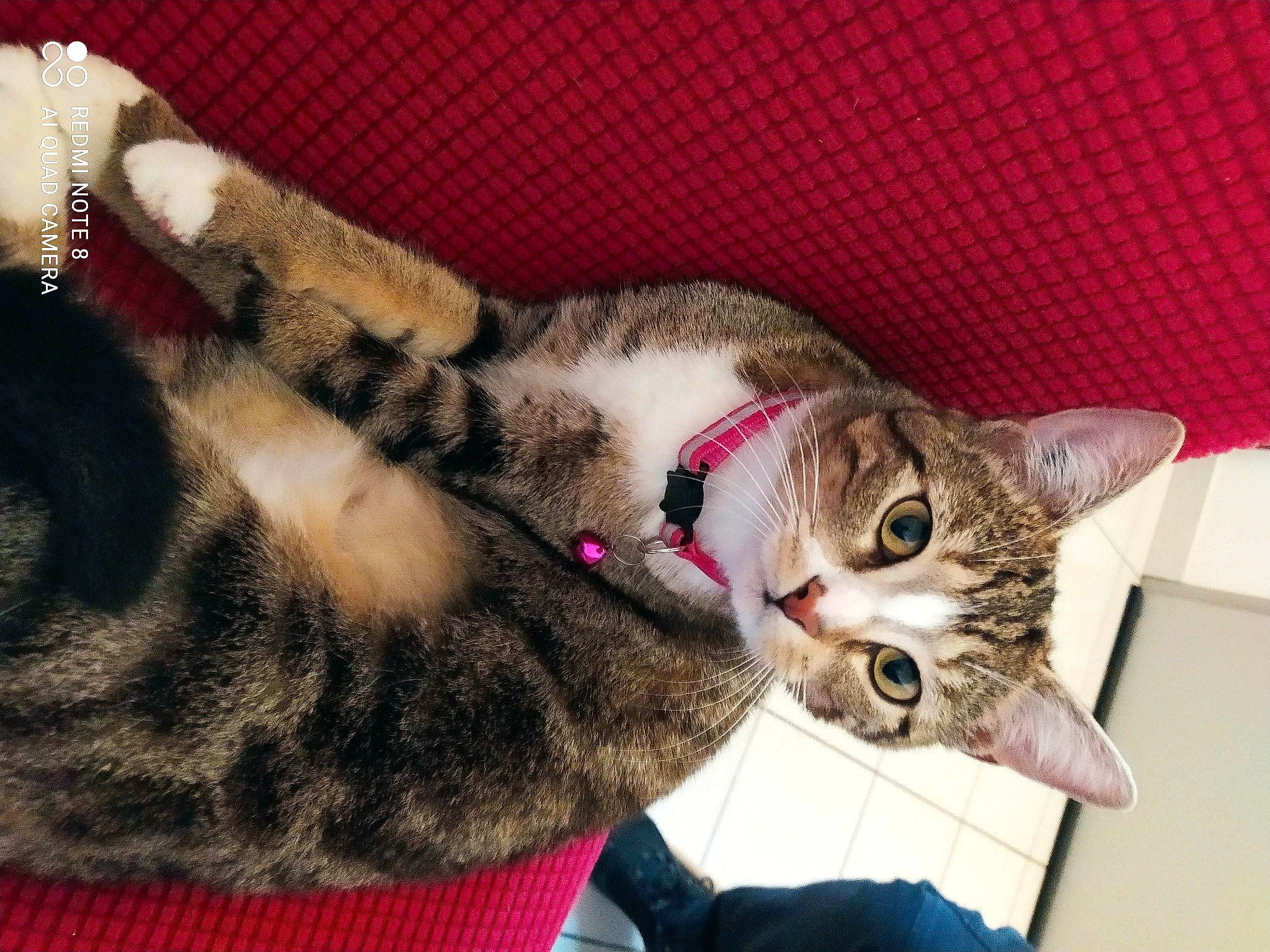 Rosalie a rejoint le concours — aidez-le/la à gagner de superbes lots ! carnivore, cat, claw, collar, comfort, couch, domestic_short_haired_cat, ear, fawn, felidae, fur, paw, small_to_medium_sized_cats, snout, tail, whiskers