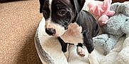 Shadow joined the competition — help win amazing prizes! puppy, dog, bed, plush_toy, carpet, indoor, black_and_white, pet, cute, animal, furniture, soft_toy, cozy, resting, young, small, domestic, companion, floor, comfort