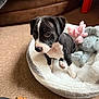 puppy, dog, bed, plush_toy, carpet, indoor, black_and_white, pet, cute, animal, furniture, soft_toy, cozy, resting, young, small, domestic, companion, floor, comfort