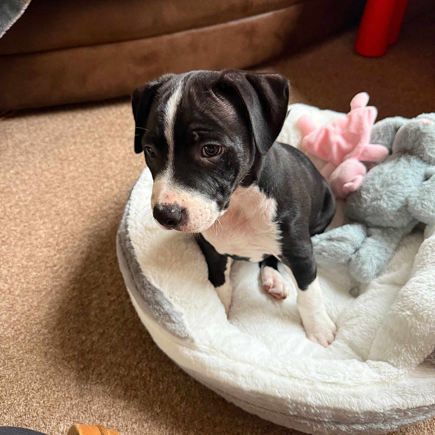 Shadow joined the competition — help win amazing prizes! animal, bed, black_and_white, carpet, comfort, companion, cozy, cute, dog, domestic, floor, furniture, indoor, pet, plush_toy, puppy, resting, small, soft_toy, young