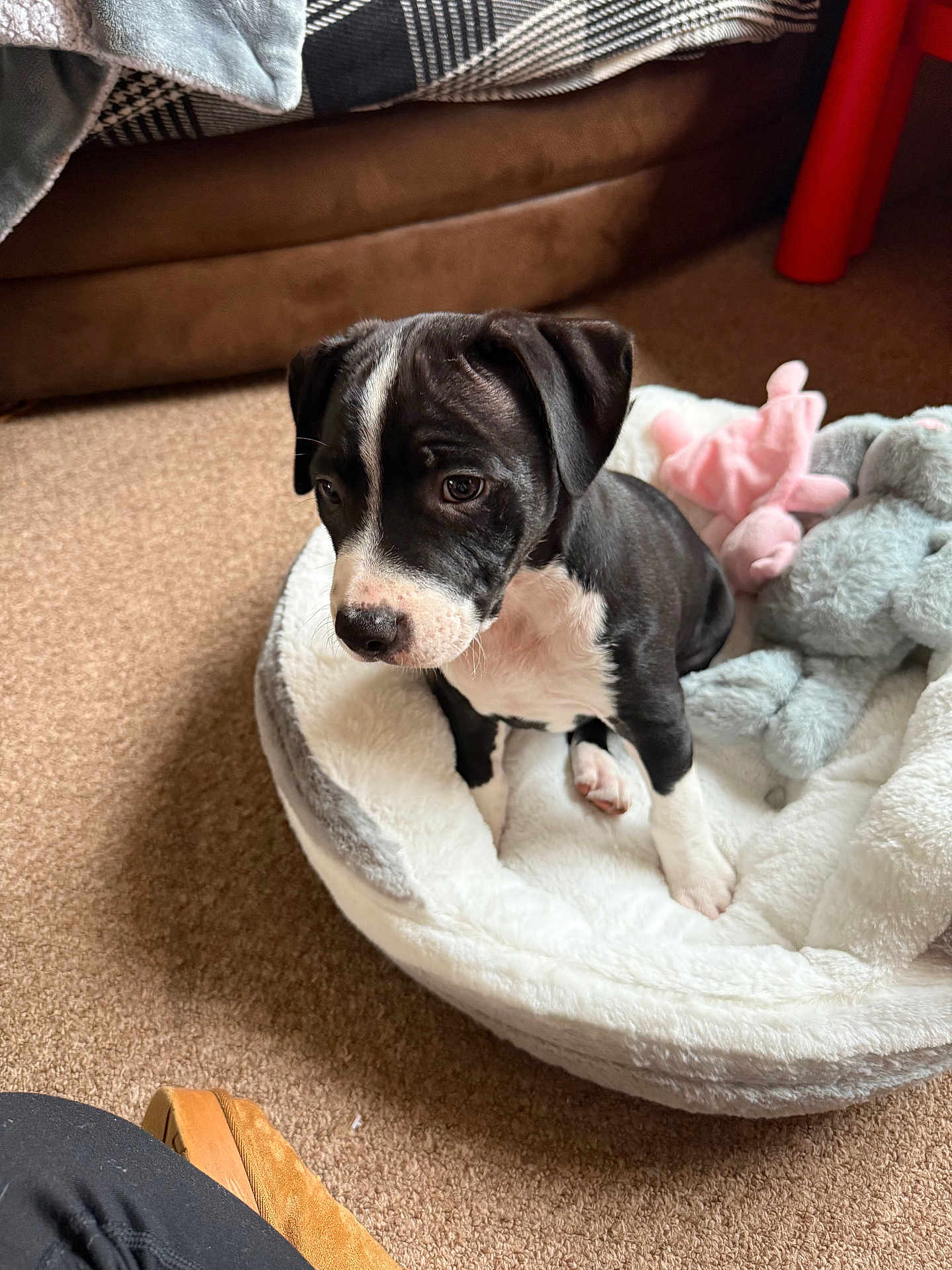 Shadow joined the competition — help win amazing prizes! puppy, dog, bed, plush_toy, carpet, indoor, black_and_white, pet, cute, animal, furniture, soft_toy, cozy, resting, young, small, domestic, companion, floor, comfort