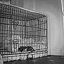 Shadow joined the competition — help win amazing prizes! dog, puppy, crate, cage, blanket, indoor, night_vision, wire, floor, baby_gate, wooden_cabinet, resting, pet, home, cozy, animal, small, black_and_white, furniture, door