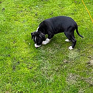 Shadow is registered to the contest to win money with this photo: puppy, dog, grass, greenery, outdoor, nature, young, black_and_white, animal, pet, sniffing, curious, playful, canine, lawn, field, walking, four_legs, tail, daylight