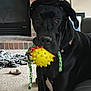 dog, black_dog, toy, yellow_toy, indoor, carpet, fireplace, couch, pet, playful, rope_toy, black_coat, animal, household, blanket, fur, ears, nose, sitting, domestic