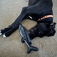 Sydney joined the competition — help win amazing prizes! dog, black_dog, toy, shark_toy, carpet, indoor, pet, collar, playful, chewing, animal, canine, white_paws, lying_down, chew_toy, floor, domestic_animal, mammal, companion, fun