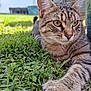 Cooki a rejoint le concours — aidez-le/la à gagner de superbes lots ! cat, tabby, grass, outdoor, animal, pet, whiskers, paw, feline, nature, close_up, fur, relaxed, daylight, garden, house, curious, stretching, mammal, focus