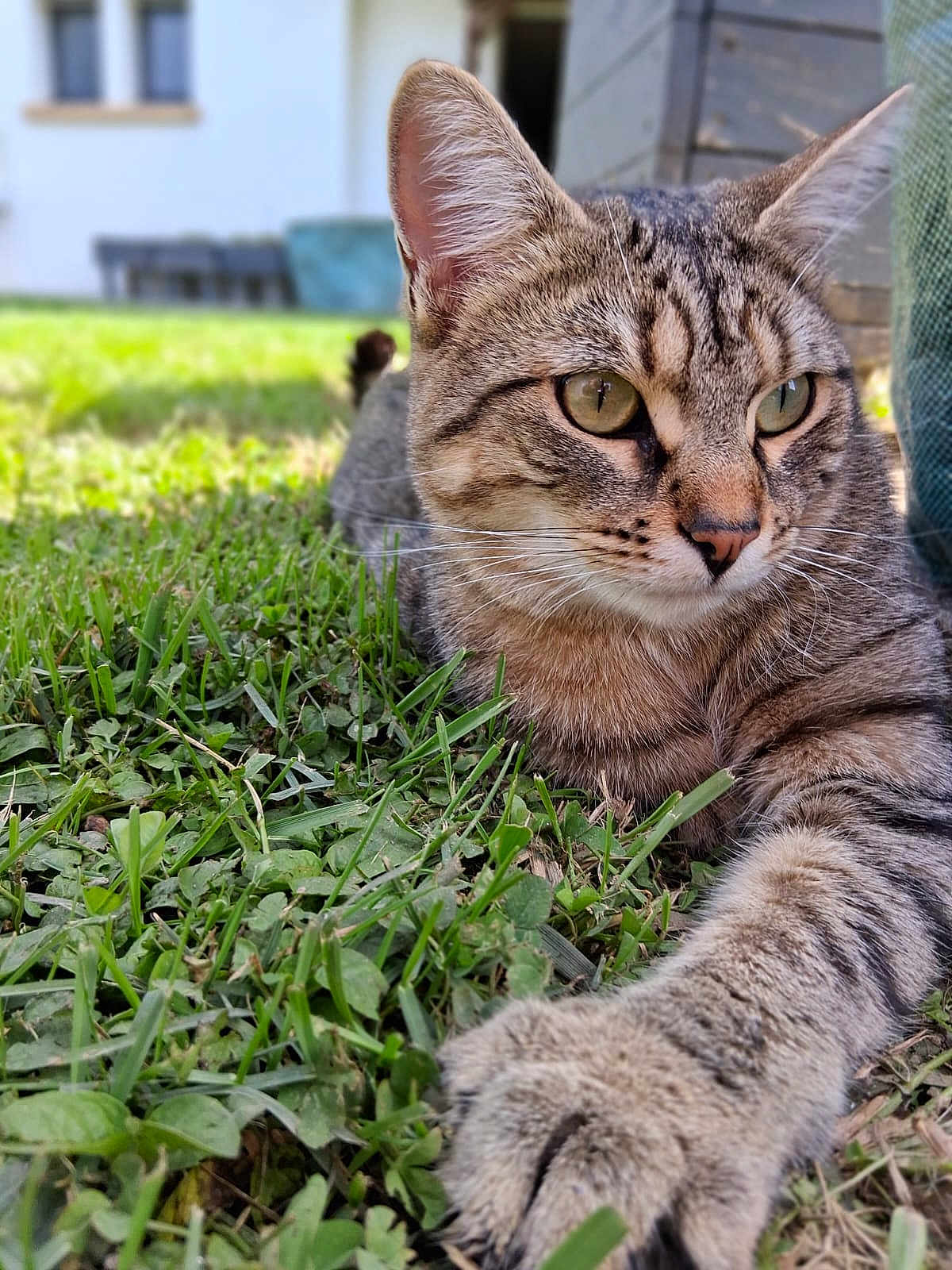 Cooki a rejoint le concours — aidez-le/la à gagner de superbes lots ! cat, tabby, grass, outdoor, animal, pet, whiskers, paw, feline, nature, close_up, fur, relaxed, daylight, garden, house, curious, stretching, mammal, focus