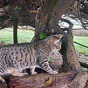 Cooki a rejoint le concours — aidez-le/la à gagner de superbes lots ! cat, tabby_cat, animal, tree, branch, outdoor, nature, wood, forest, mammal, feline, walking, greenery, canopy, ground, fur, whiskers, ears, eyes, side_view