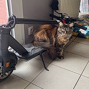 Shaïny a rejoint le concours — aidez-le/la à gagner de superbes lots ! cat, electric_scooter, indoor, floor, tile, pet, animal, furniture, radiator, bag, household, curious, fluffy, multi-colored, domestic, floor_tile, standing, side_view, compact, casual