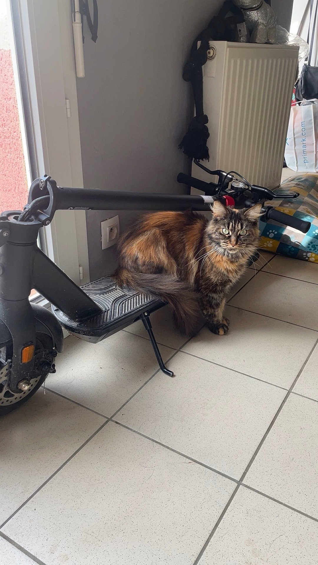 Shaïny a rejoint le concours — aidez-le/la à gagner de superbes lots ! cat, electric_scooter, indoor, floor, tile, pet, animal, furniture, radiator, bag, household, curious, fluffy, multi-colored, domestic, floor_tile, standing, side_view, compact, casual
