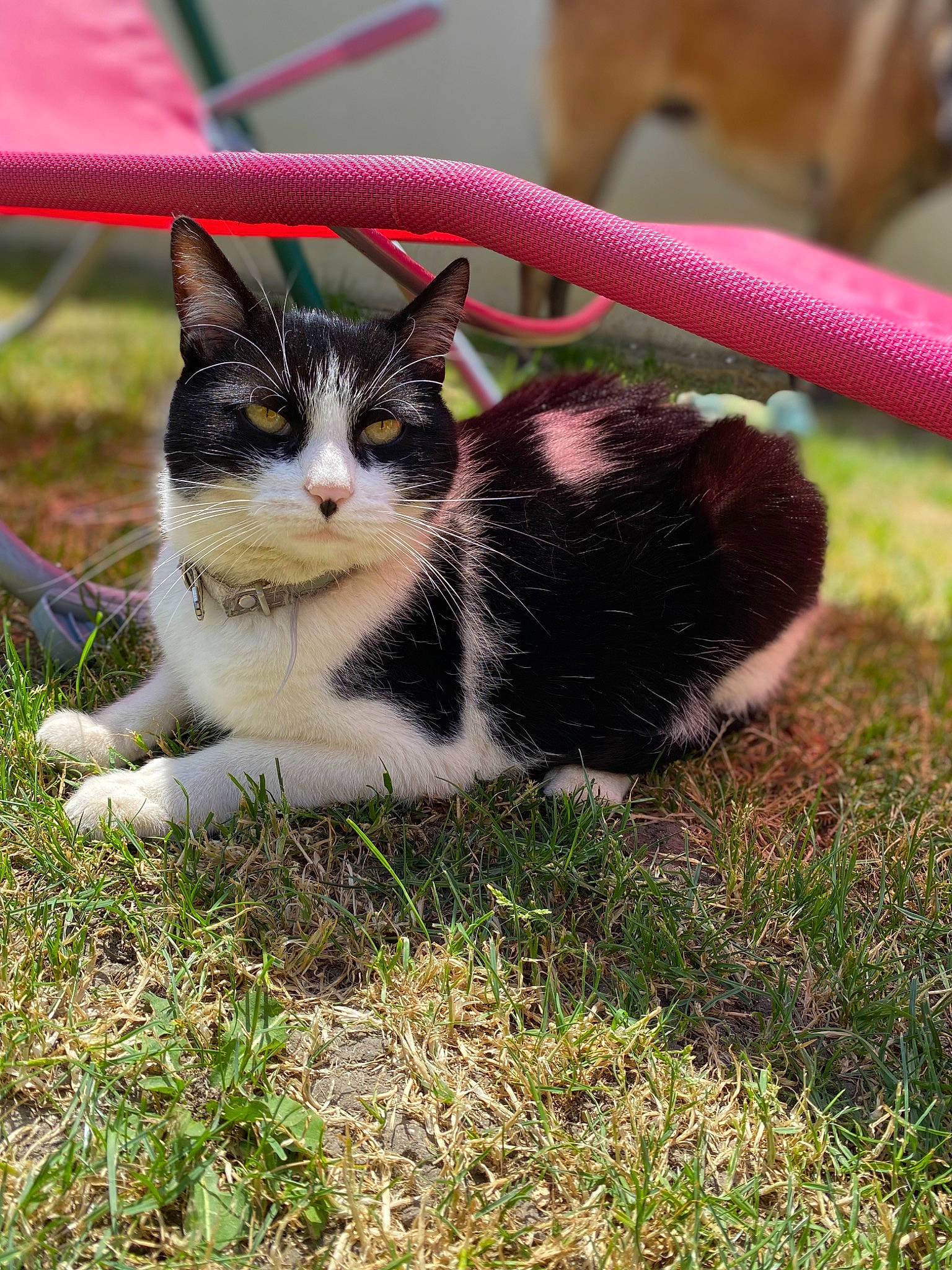 Onyx a rejoint le concours — aidez-le/la à gagner de superbes lots ! art, carnivore, cat, domestic_short_haired_cat, eye, felidae, foot, fur, grass, paw, plant, sitting, small_to_medium_sized_cats, snout, soil, tail, terrestrial_animal, tree, whiskers, wildlife