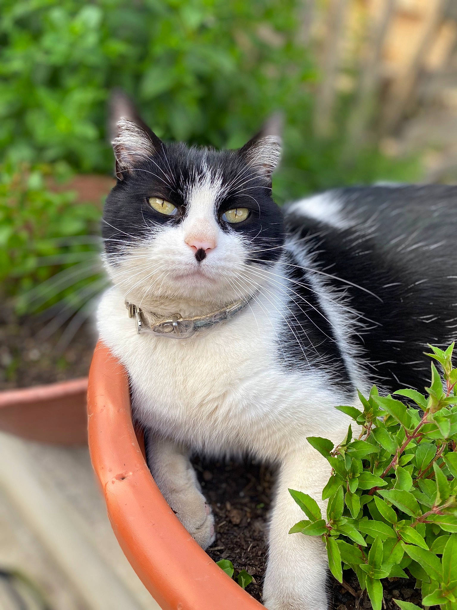 Onyx participe au concours pour gagner de l'argent avec cette photo : carnivore, cat, domestic_short_haired_cat, eye, felidae, flowerpot, fur, garden, grass, groundcover, herb, iris, plant, sitting, small_to_medium_sized_cats, snout, tail, tree, whiskers, window