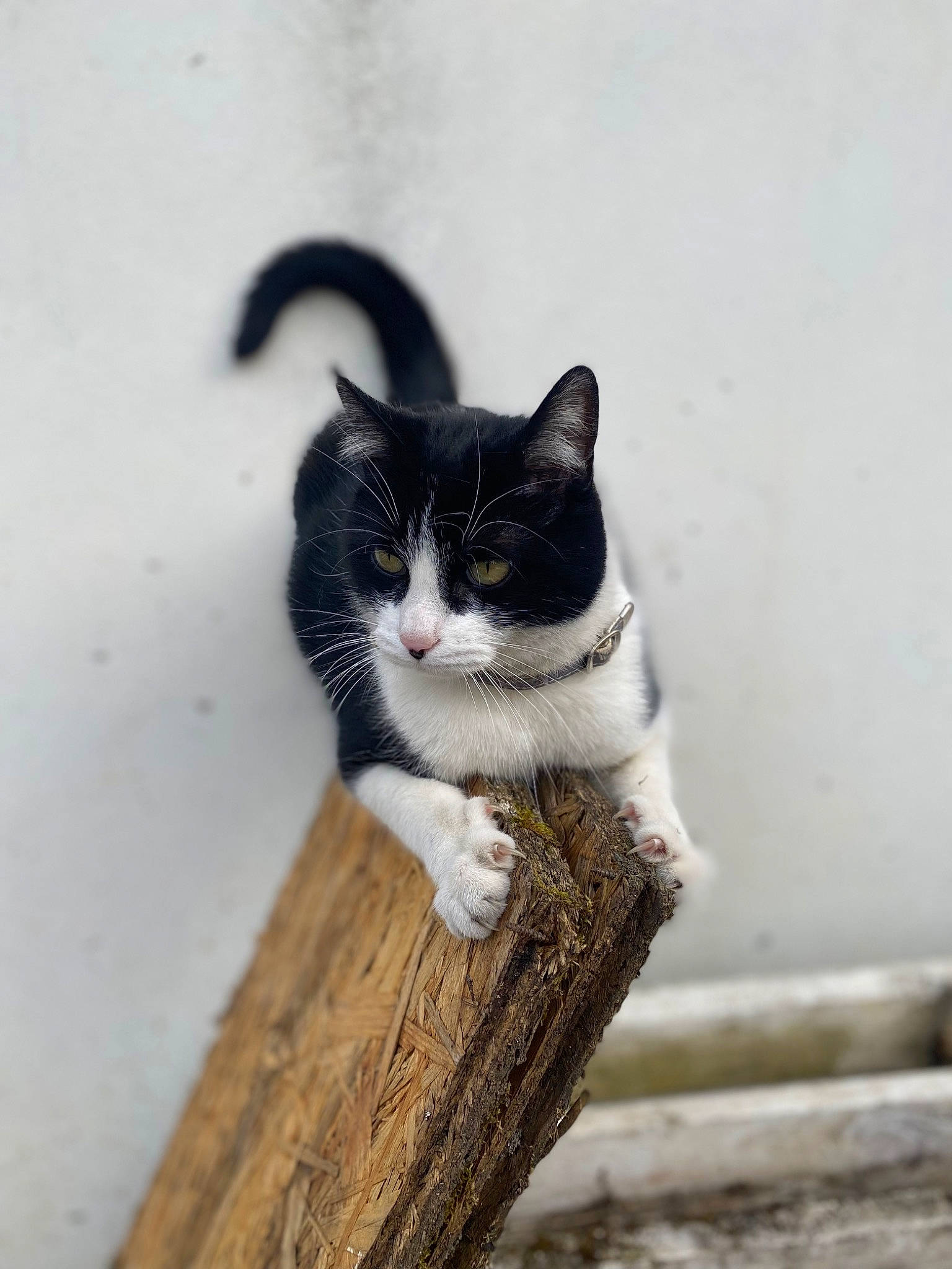 Onyx participe au concours pour gagner de l'argent avec cette photo : carnivore, cat, domestic_short_haired_cat, eye, fawn, felidae, fur, grey, hand, human_body, iris, paw, plant, small_to_medium_sized_cats, snout, tail, tree, whiskers, winter, wood