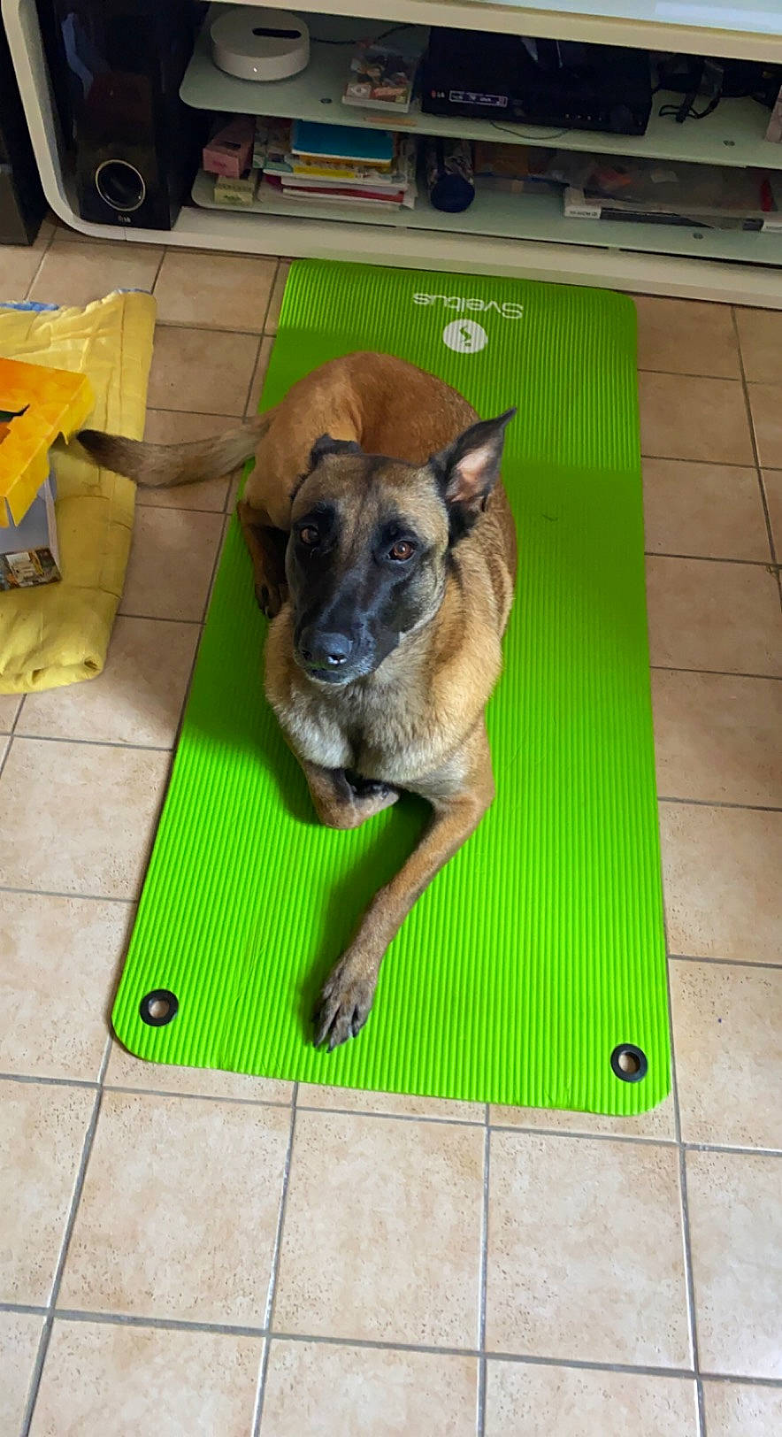 Onaya a rejoint le concours — aidez-le/la à gagner de superbes lots ! canidae, carnivore, companion_dog, dog, dog_breed, dog_supply, fawn, floor, flooring, pet_supply, plant, rectangle, snout, sporting_group, terrestrial_animal, tire, wheel, whiskers, wood, working_animal