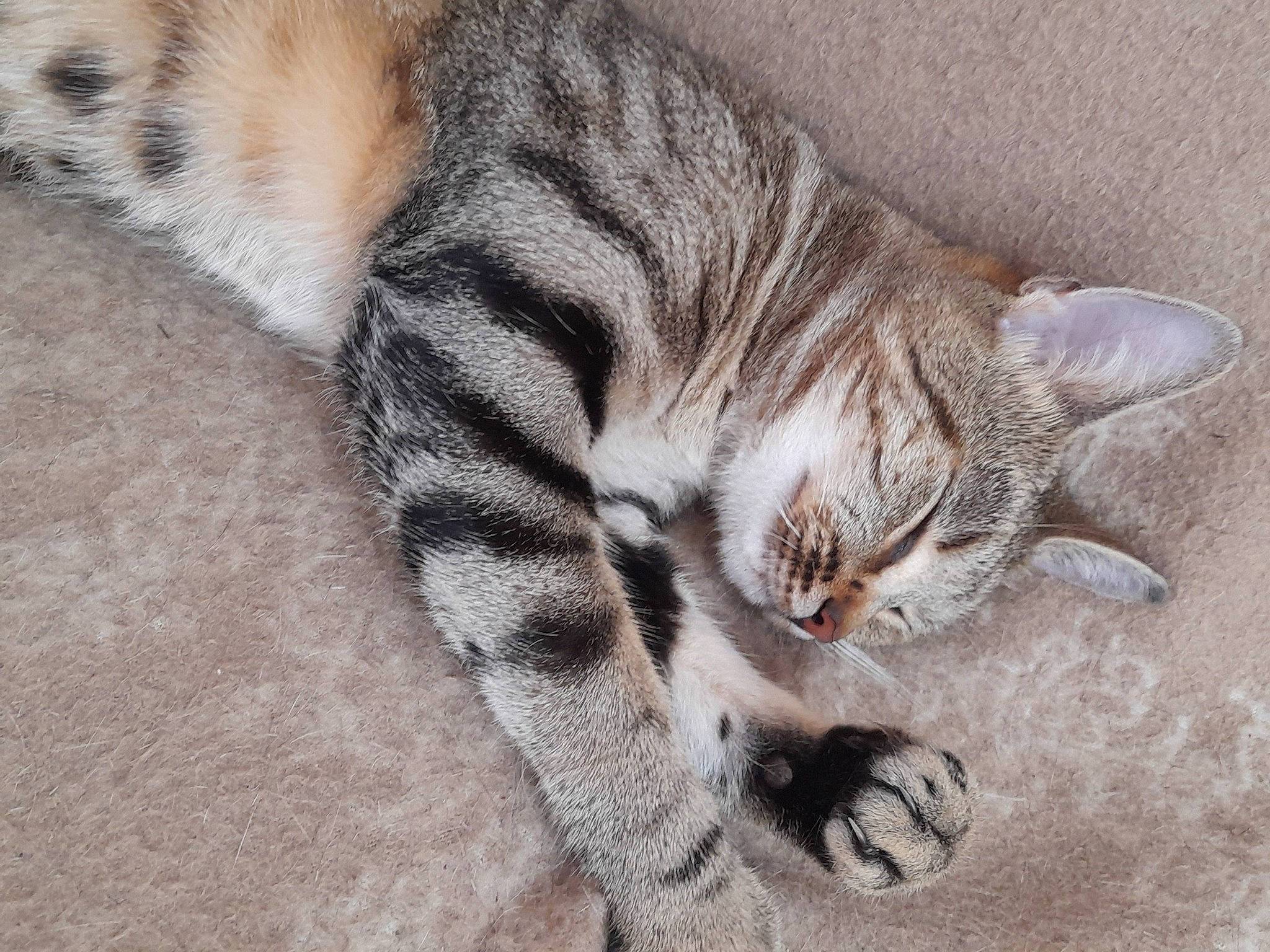 Diam'S participe au concours pour gagner de l'argent avec cette photo : carnivore, cat, claw, comfort, domestic_short_haired_cat, eye, fawn, felidae, foot, fur, grey, nap, paw, sleep, small_to_medium_sized_cats, snout, tail, terrestrial_animal, whiskers, wildlife