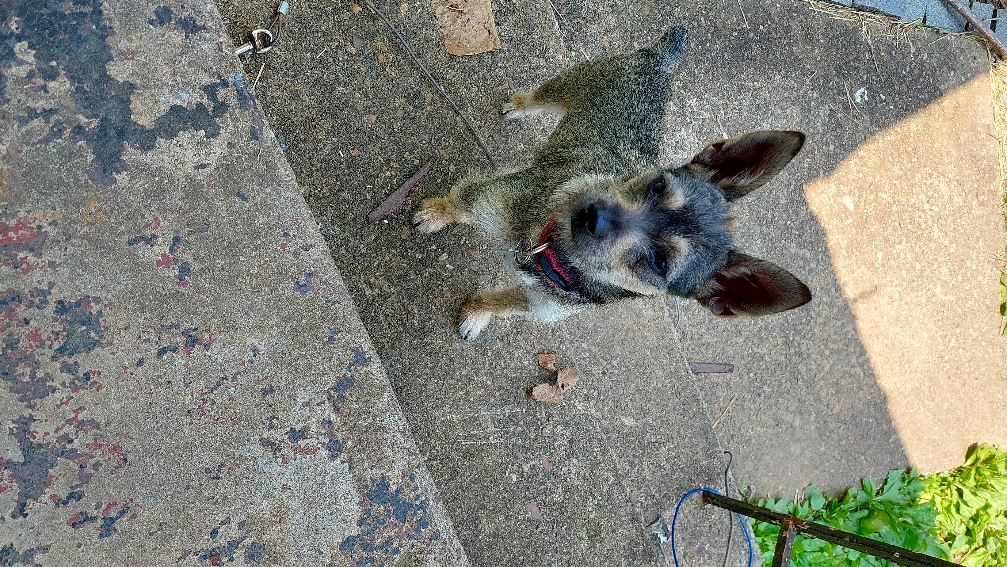 Gypsy is registered to the contest to win money with this photo: asphalt, canidae, carnivore, companion_dog, concrete, dog, dog_breed, fawn, fur, paw, road_surface, shadow, sidewalk, snout, soil, sporting_group, tail, tar, working_animal