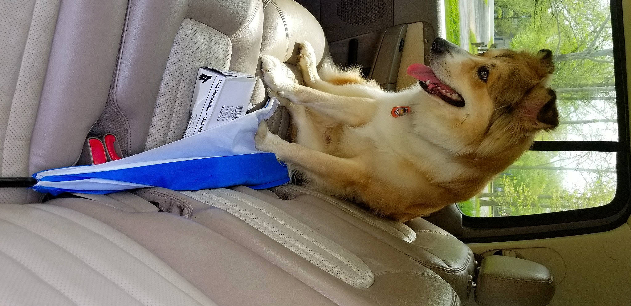 Boomer joined the competition — help win amazing prizes! auto_part, canidae, car_seat, carnivore, collar, comfort, companion_dog, dog, dog_breed, fang, fawn, jaw, paw, pet_supply, snout, sporting_group, vehicle, vehicle_door, windshield, working_animal