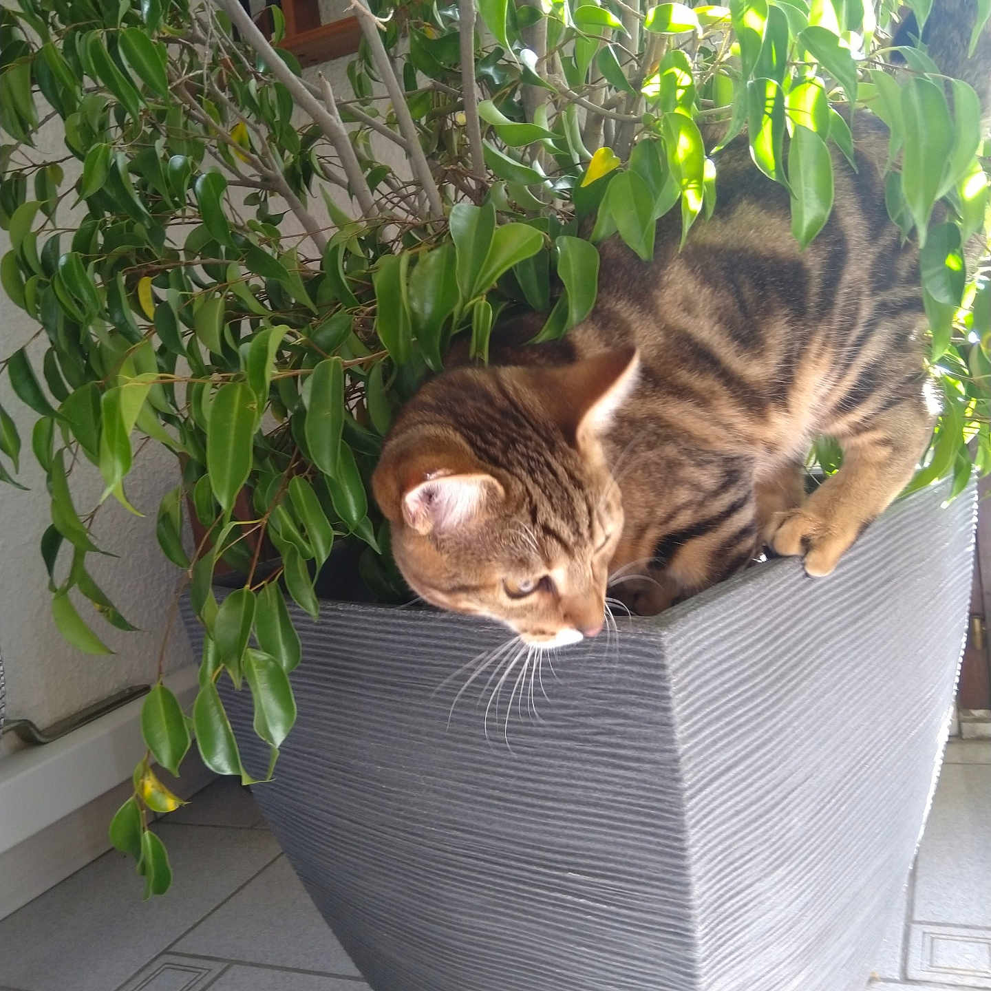 Leffy a rejoint le concours — aidez-le/la à gagner de superbes lots ! animal, cat, cookware, flower, furniture, herbal, herbs, jar, kitten, leaf, pet, photography, plant, planter, pot, pottedplant, pottery, tree, vase, wood