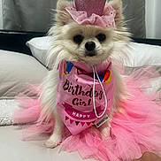 Olivia joined the competition — help win amazing prizes! dog, small_dog, fluffy, white_fur, birthday, crown, costume, pink, tutu, bib, birthday_girl, pet, portrait, indoors, bed, pillow, sitting, front_facing, cute, celebration