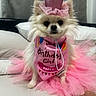 bed, bib, birthday, birthday_girl, celebration, costume, crown, cute, dog, fluffy, front_facing, indoors, pet, pillow, pink, portrait, sitting, small_dog, tutu, white_fur