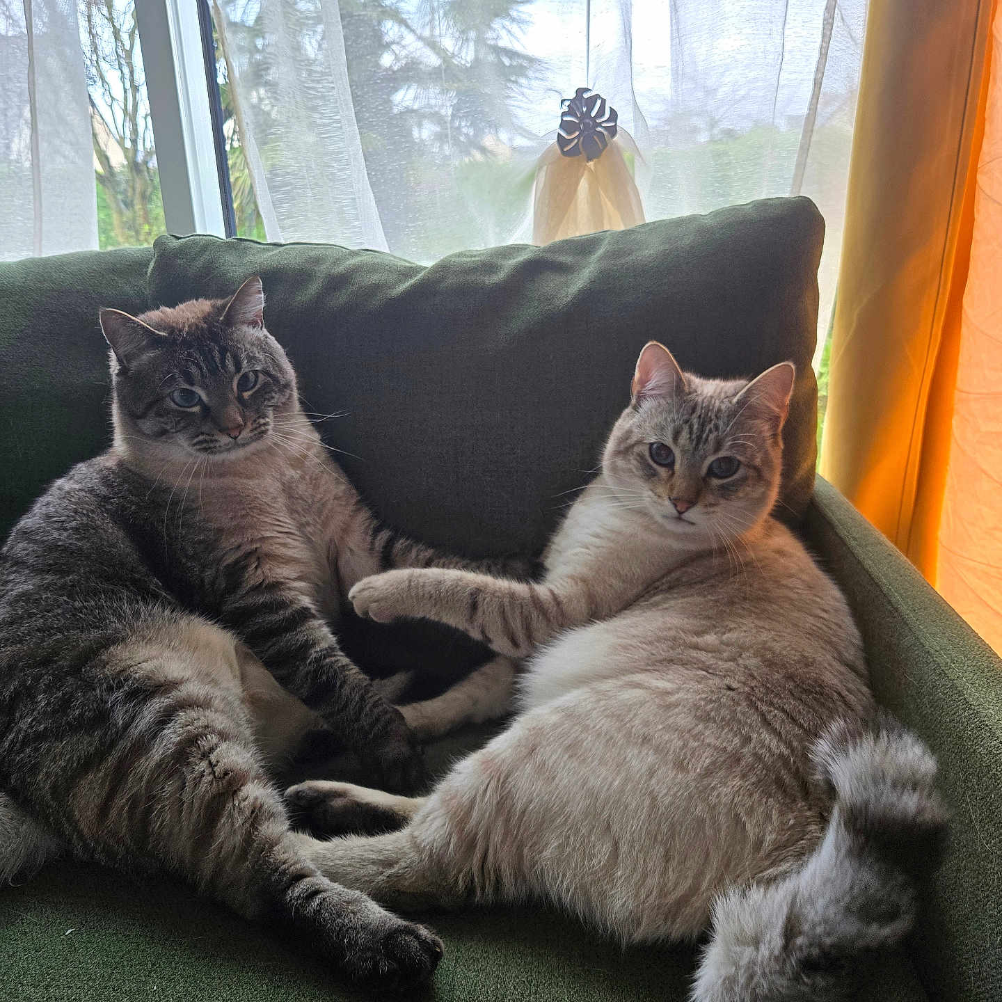 Fox Et Seven a rejoint le concours — aidez-le/la à gagner de superbes lots ! animal, architecture, building, cat, chair, couch, curtain, cushion, furniture, homedecor, indoors, kitten, linen, livingroom, manx, pet, pillow, plant, room, window