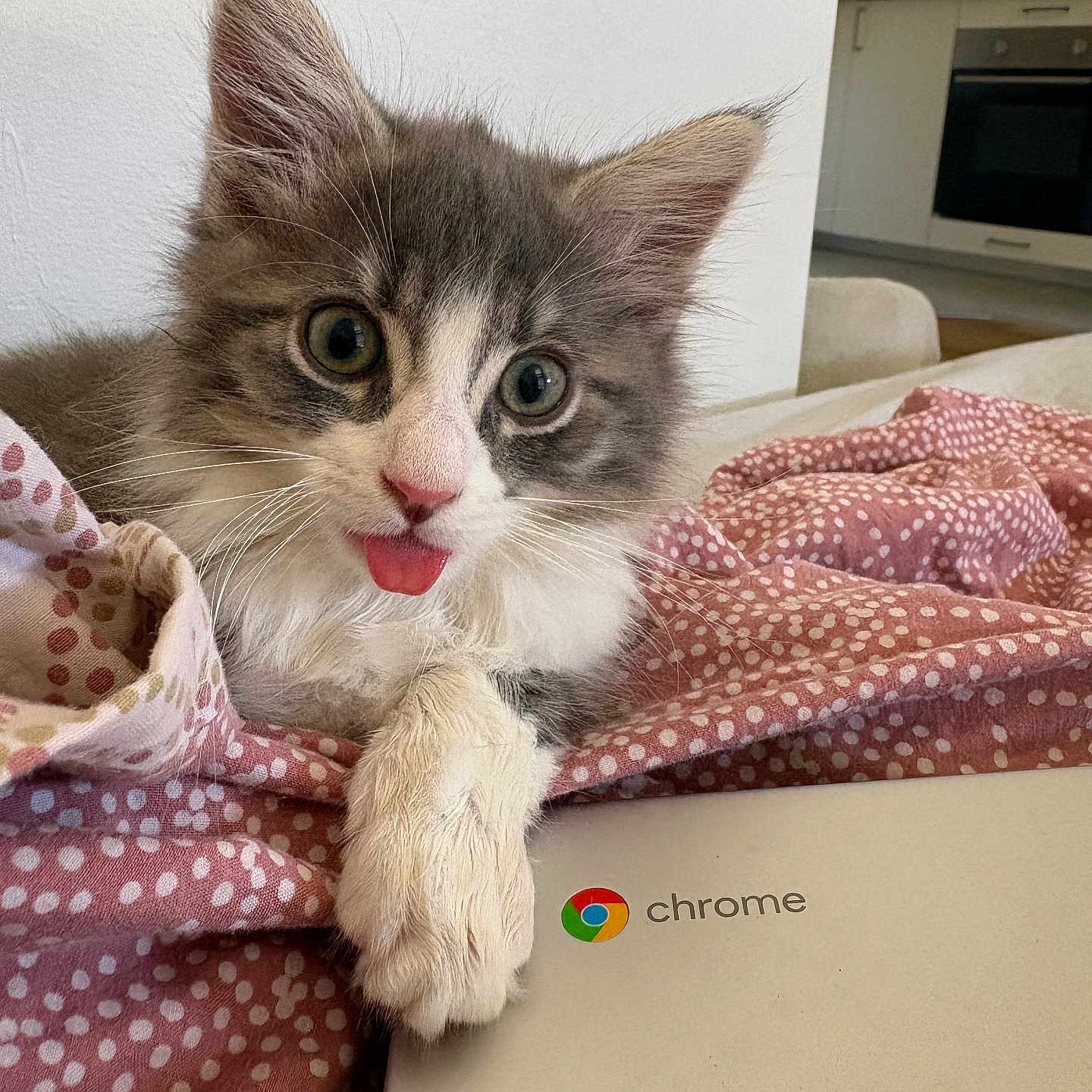 Tigri a rejoint le concours — aidez-le/la à gagner de superbes lots ! blanket, cat, chrome_logo, close_up, curious, cute, feline, fur, gray_and_white, home, indoor, kitchen, kitten, laptop, paw, pet, polka_dot, resting, tongue_out, young_animal