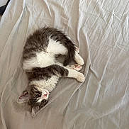 Tigri participe au concours pour gagner de l'argent avec cette photo : animal, bed, cat, cozy, curious, cute, domestic, feline, fur, indoor, kitten, paws, pet, playful, resting, sheet, sleeping, small, whiskers, young