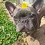 animal, brown_eyes, close_up, concrete, curious, cute, daylight, dog, ears, flower, french_bulldog, grass, greenery, nature, outdoor, pet, portrait, snout, sunlight, yellow_flower