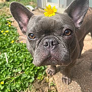 Nyny joined the competition — help win amazing prizes! animal, brown_eyes, close_up, concrete, curious, cute, daylight, dog, ears, flower, french_bulldog, grass, greenery, nature, outdoor, pet, portrait, snout, sunlight, yellow_flower