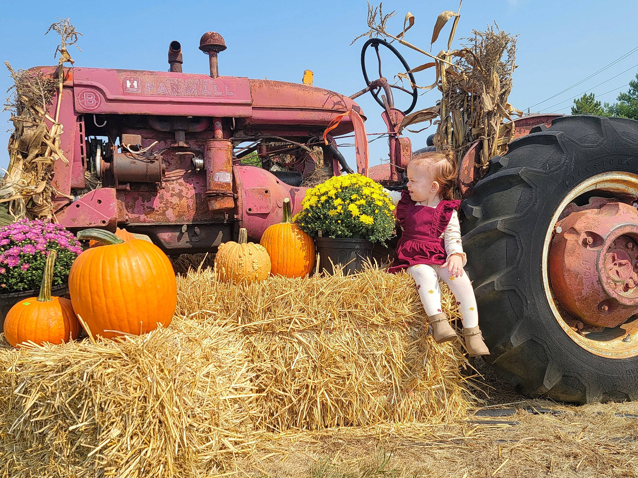 Izayah joined the competition — help win amazing prizes! agricultural_machinery, agriculture, automotive_tire, calabaza, cucurbita, gourd, grass, grass_family, landscape, motor_vehicle, natural_foods, person, plant, pumpkin, rural_area, sky, tire, tractor, vehicle, wheel