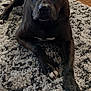 dog, pet, indoor, carpet, rug, wooden_floor, black_dog, white_paws, lying_down, looking_at_camera, animal, canine, home, flooring, plant, relaxed, fur, mammal, domestic_animal, companion