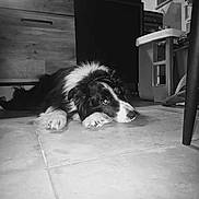 Zigi participe au concours pour gagner de l'argent avec cette photo : dog, puppy, black_and_white, fluffy, lying_down, resting, sleepy, face, paws, fur, indoors, kitchen, tile_floor, furniture, home, portrait, monochrome, photography, relaxed, pet