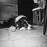 dog, puppy, black_and_white, fluffy, lying_down, resting, sleepy, face, paws, fur, indoors, kitchen, tile_floor, furniture, home, portrait, monochrome, photography, relaxed, pet