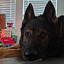 dog, german_shepherd, close_up, resting, indoors, christmas_tree, holiday_decorations, presents, festive, window_blinds, fur, pet, animal, canine, relaxed, brown, black, ears, face, nose