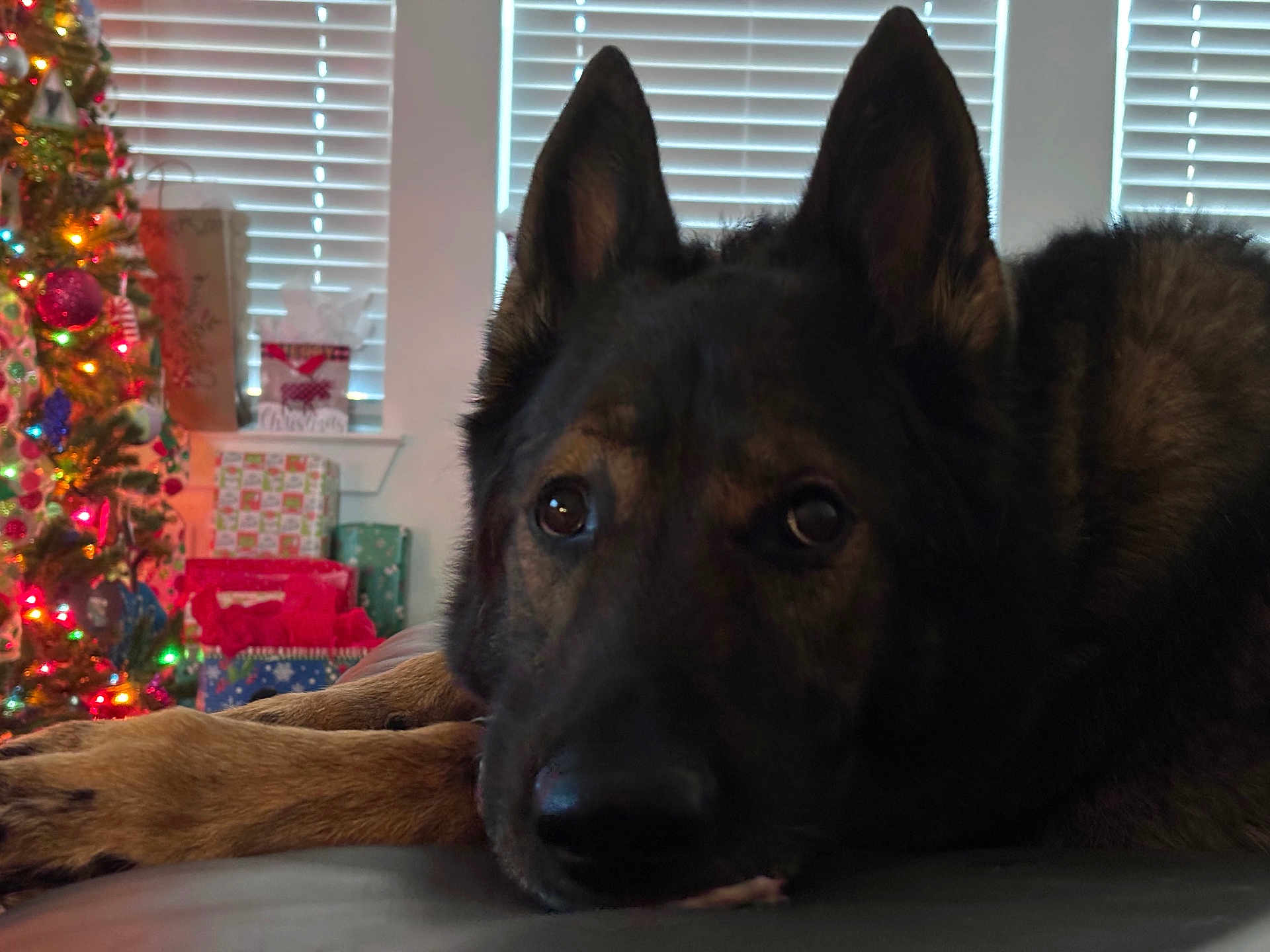 Kobe joined the competition — help win amazing prizes! dog, german_shepherd, close_up, resting, indoors, christmas_tree, holiday_decorations, presents, festive, window_blinds, fur, pet, animal, canine, relaxed, brown, black, ears, face, nose